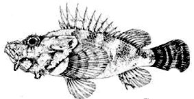 Scorpaena elongata_claves.jpg